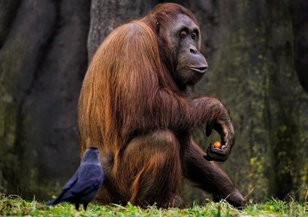 bornean orangutan, orangutan, ape-8334177.jpg